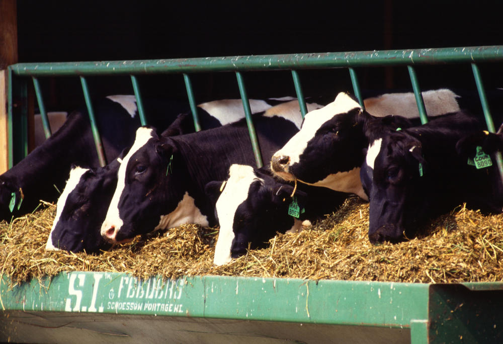 En EEUU confirmaron casos de gripe aviar altamente patógena en vacas lecheras