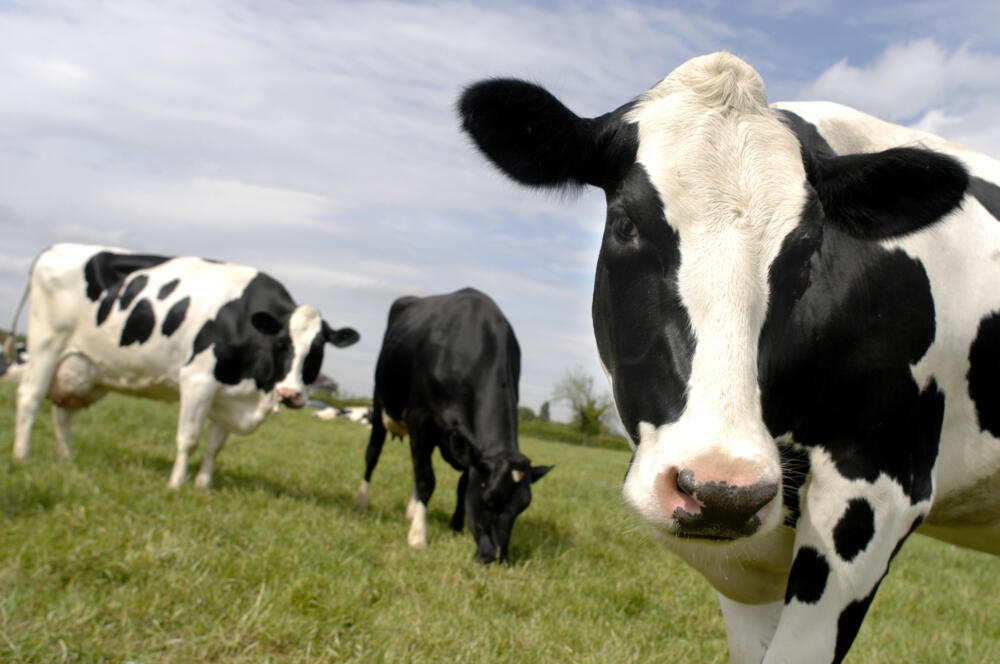 Imagen En EEUU aumenta la preocupación y exigen más pruebas de detección de gripe aviar en vacas lecheras