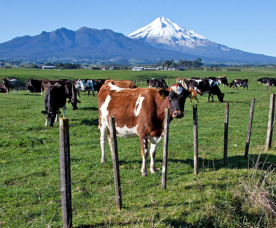 Los desafíos del impuesto al metano para los ganaderos de Nueva Zelanda