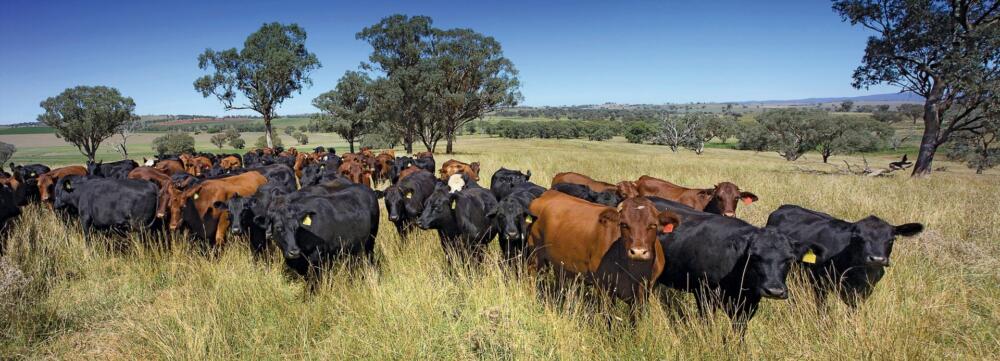 Australia con precio del novillo récord en el segundo trimestre y aumento en la producción de carne