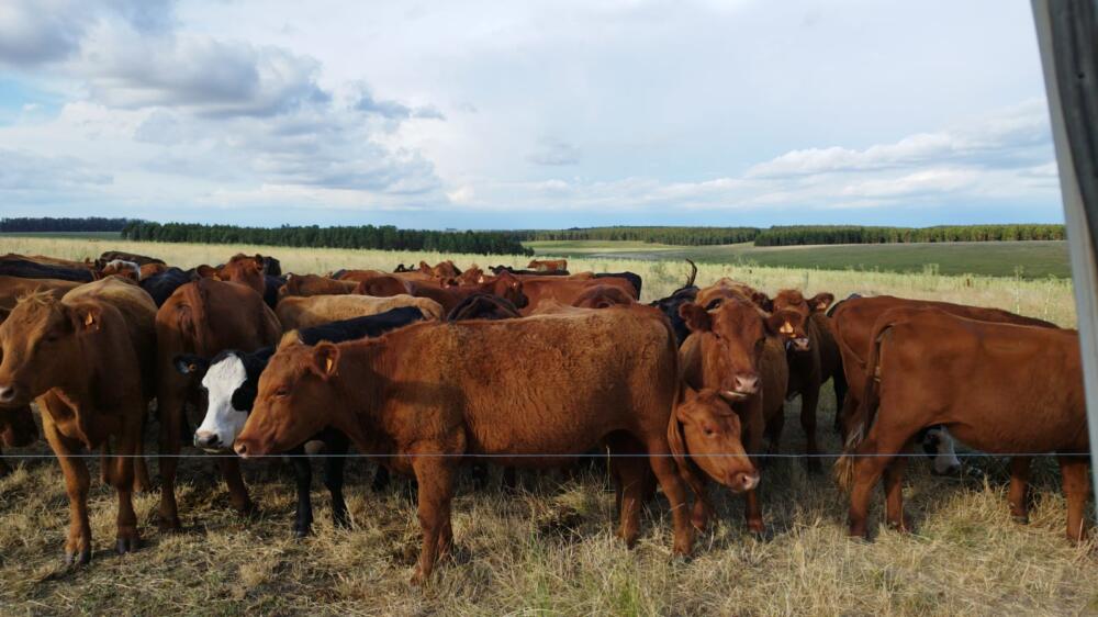 Por primera vez en el año, el novillo bajó un centavo