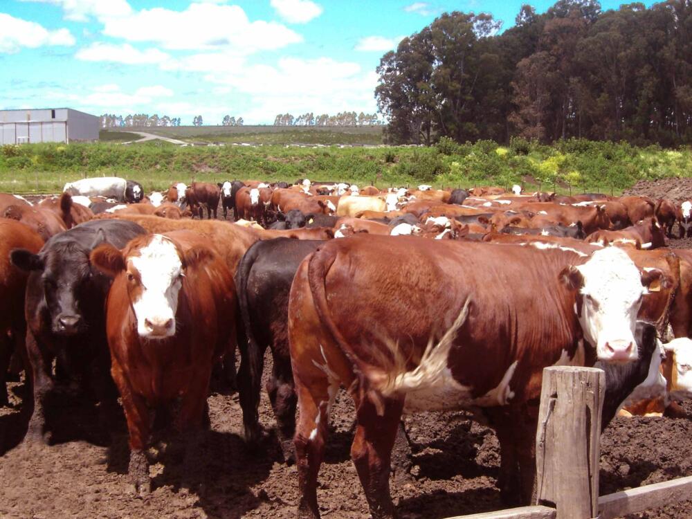 Tras decreto sanitario, la Asociación Nacional de Alimentación a Corral recomienda suspender envíos de animales con garrapata a corrales