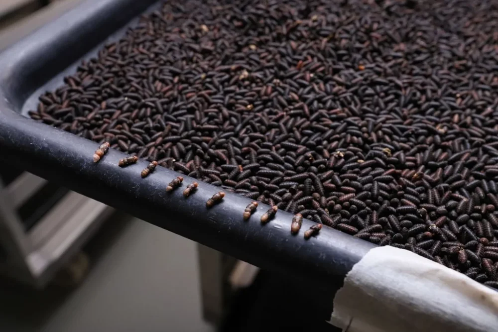 Plan de erradicación de la bichera: primeros testeos en Uruguay podrían realizarse esta primavera
