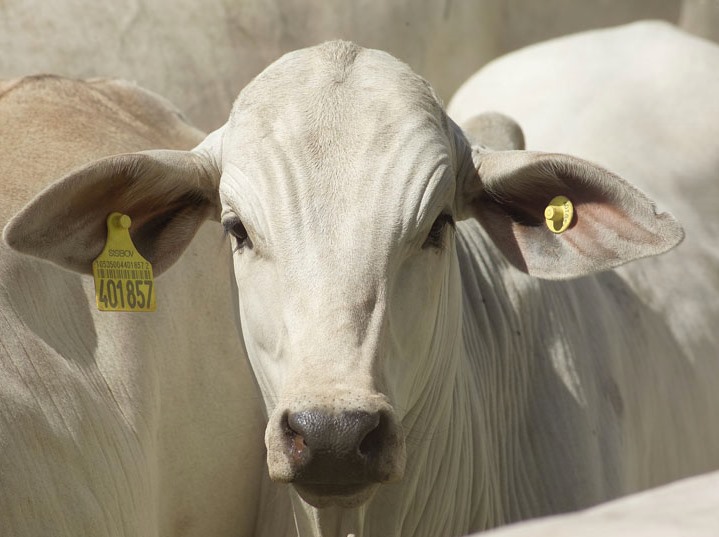 En Brasil, piden ayuda crediticia al gobierno para asistir a productores ganaderos y lecheros