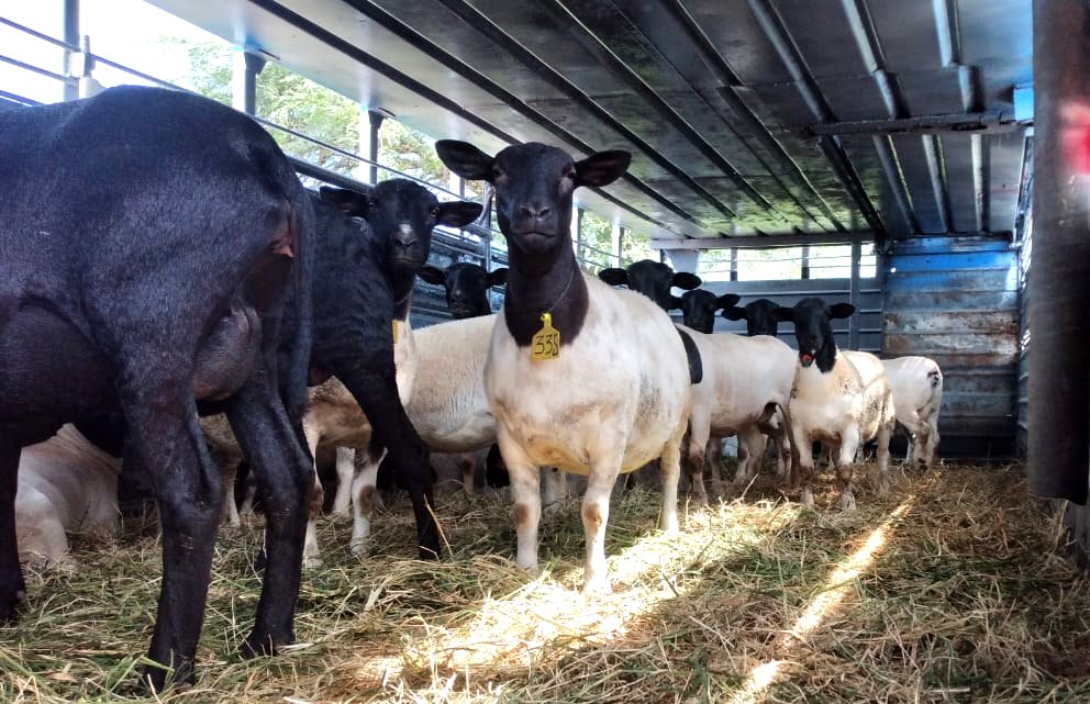 En un hecho que califican como histórico, Paraguay exportó ovinos en pie a Uruguay