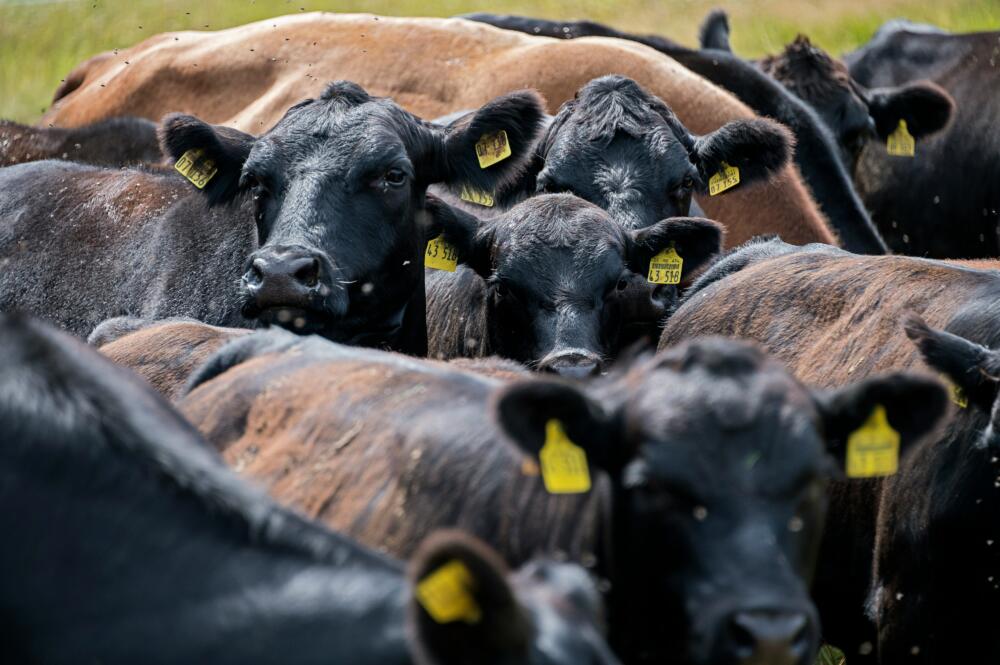 Afloje en la producción mundial de carne vacuna apuntalará los precios en la segunda mitad del 2024, proyecta Rabobank