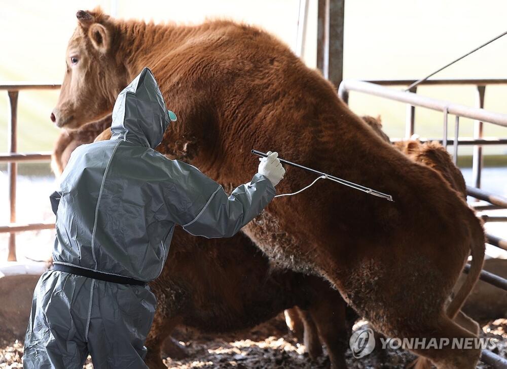 China y Corea del Sur notifican casos de aftosa