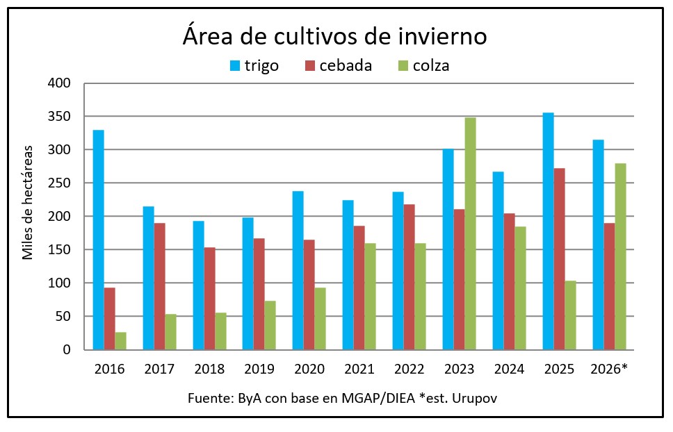 La colza hace la diferencia en el área de cultivos de invierno
