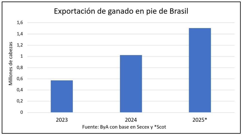 Brasil proyecta exportar 1,5 millones de vacunos en pie y sigue abriendo mercados