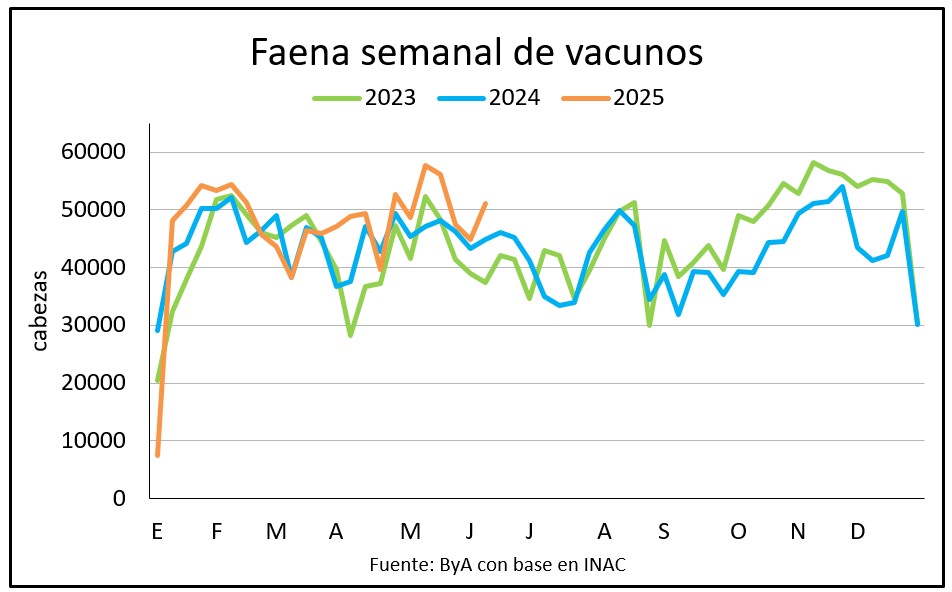 Vientres hacen rebotar la faena vacuna que vuelve a superar las 50 mil cabezas