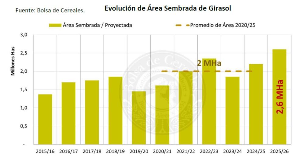 Lógica aceitera: área de girasol crecería 18% en Argentina