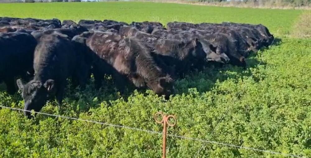 Mínimas operaciones por ganado gordo, sin referencias claras de precio
