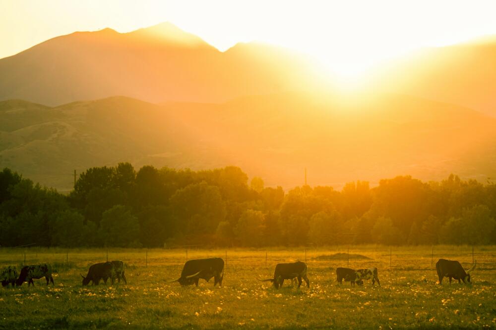 Los precios del ganado en EEUU no subirán tanto como se esperaba en 2026, según el USDA