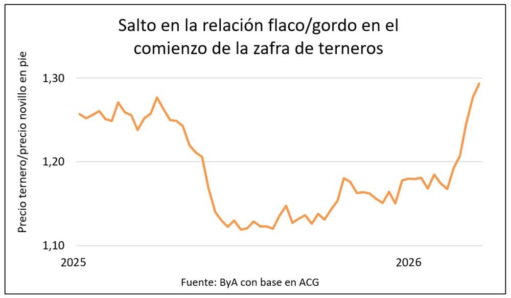 Zafra de terneros: quinta semana de suba para la relación flaco-gordo