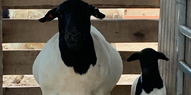 Scrapie en ovinos: ¿cómo fue el ingreso de la enfermedad en Argentina? ¿Cuál es el riesgo para Uruguay?