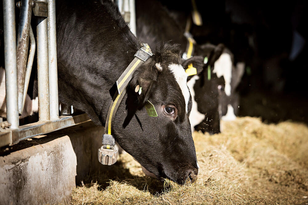 China reportó 219 casos de fiebre aftosa en ganado en el noroeste del país