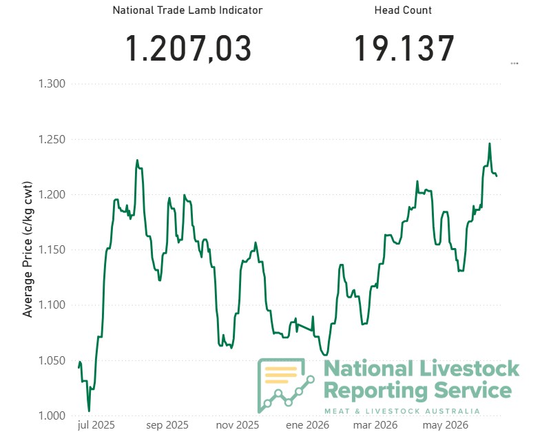 Récord de precio para los corderos y retención de ovejas en Australia