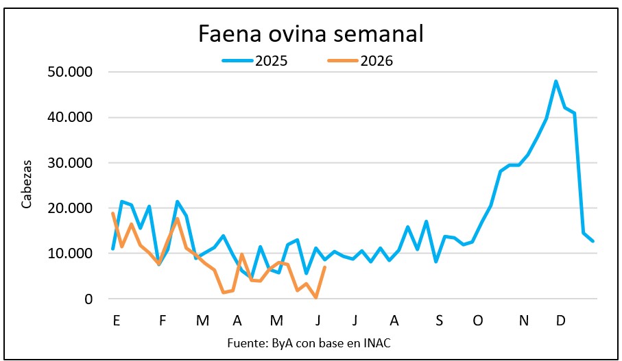 Aparecen los corderos y repunta la faena ovina