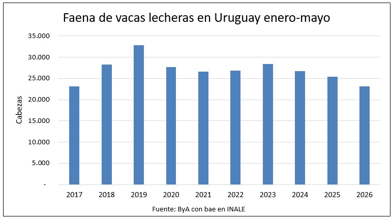 Faena de vacas lecheras en el mínimo en 10 años
