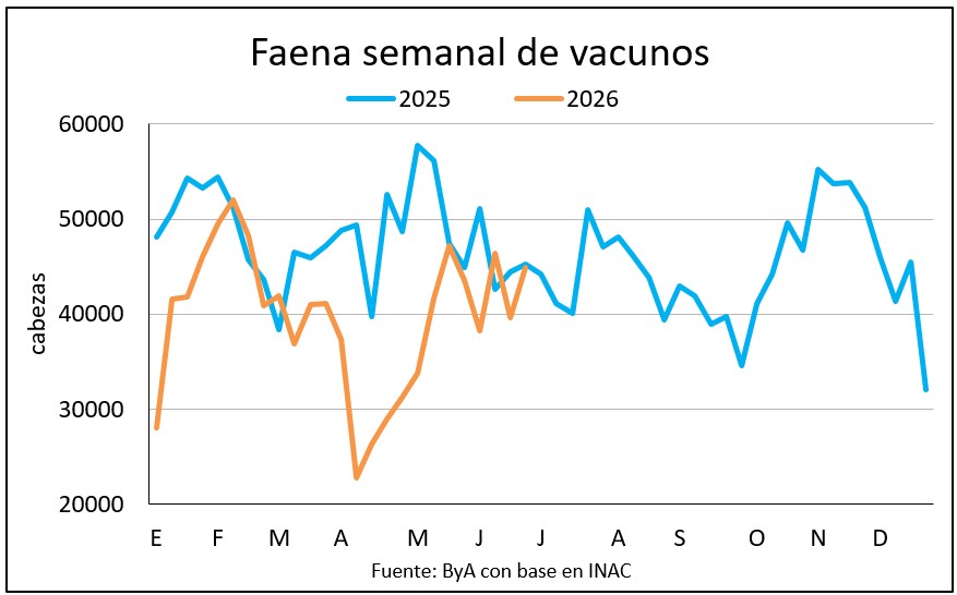 Faena vacuna sube a 45 mil cabezas con más novillos y vacas