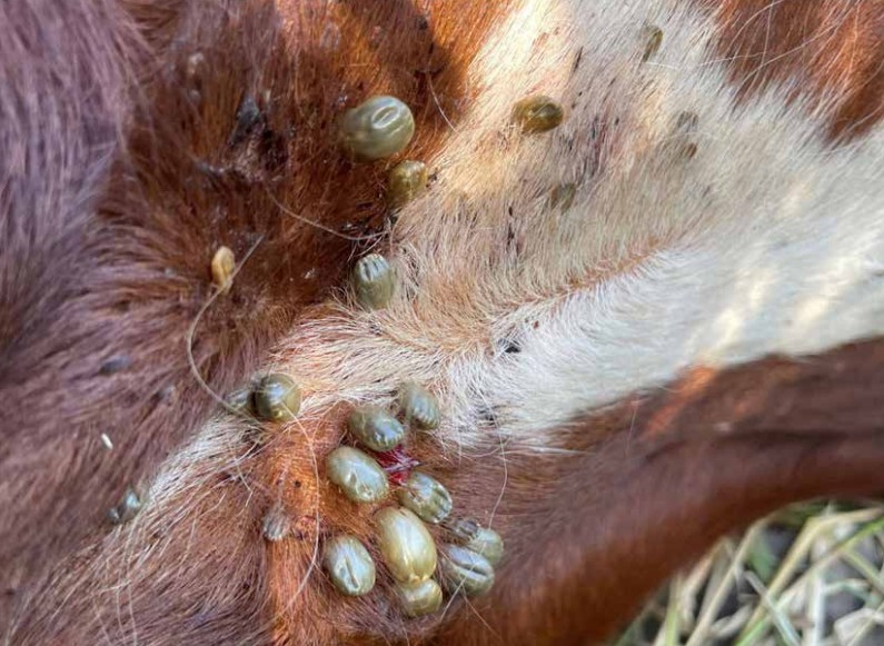 La garrapata también golpea a Australia