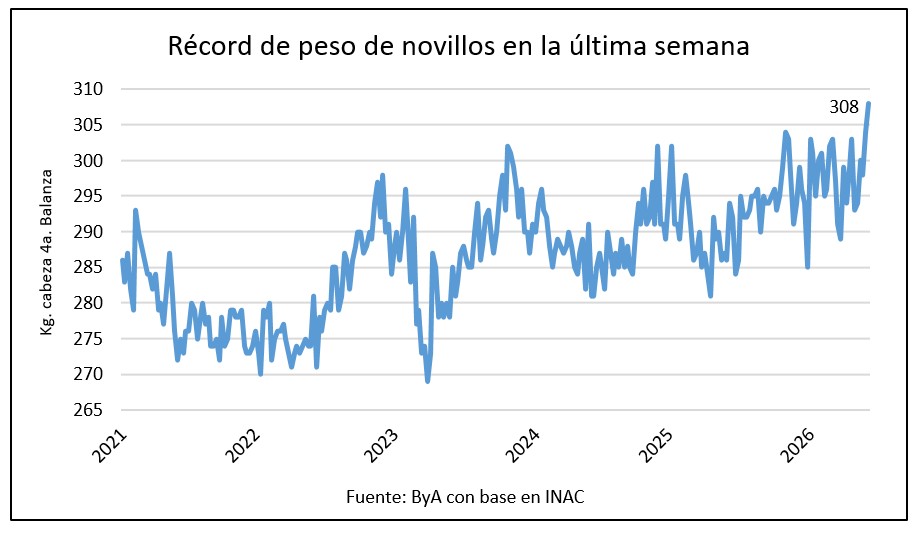 Novillos marcan récord histórico de peso a faena: suben 10 kilos cada 3 años