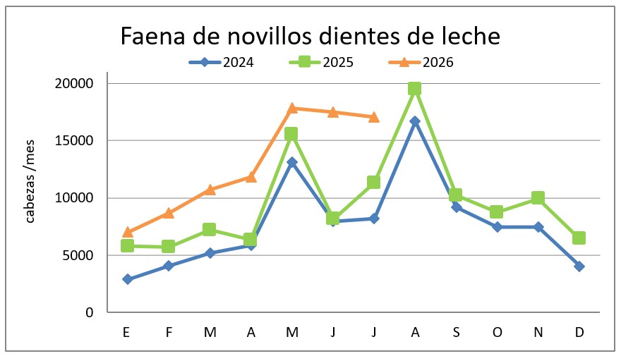 Novillos jóvenes y vaquillonas sostienen la faena