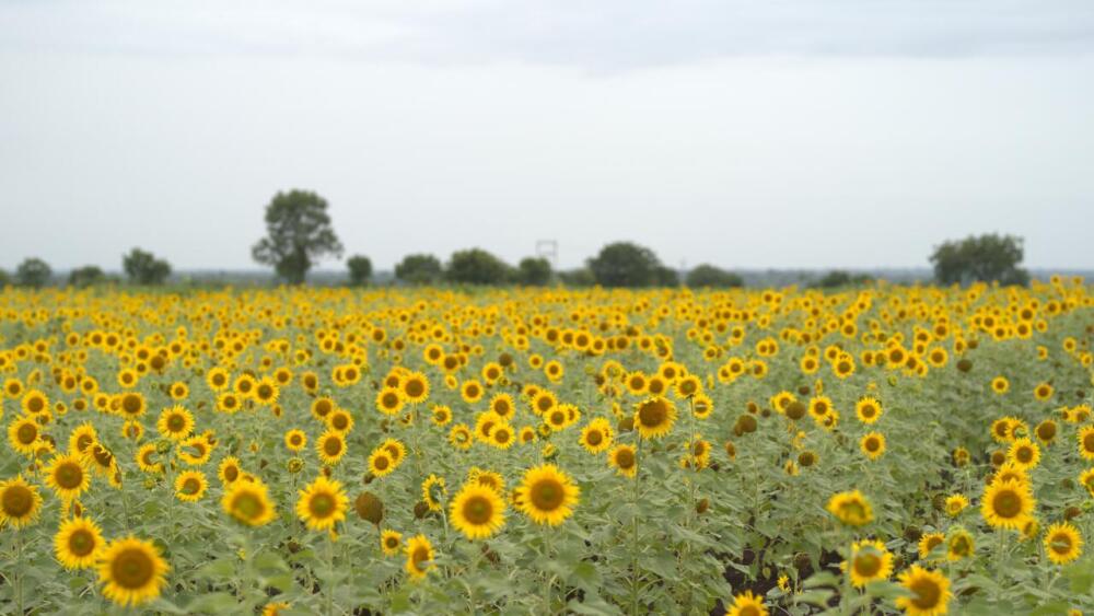 El girasol tiene planes en Uruguay