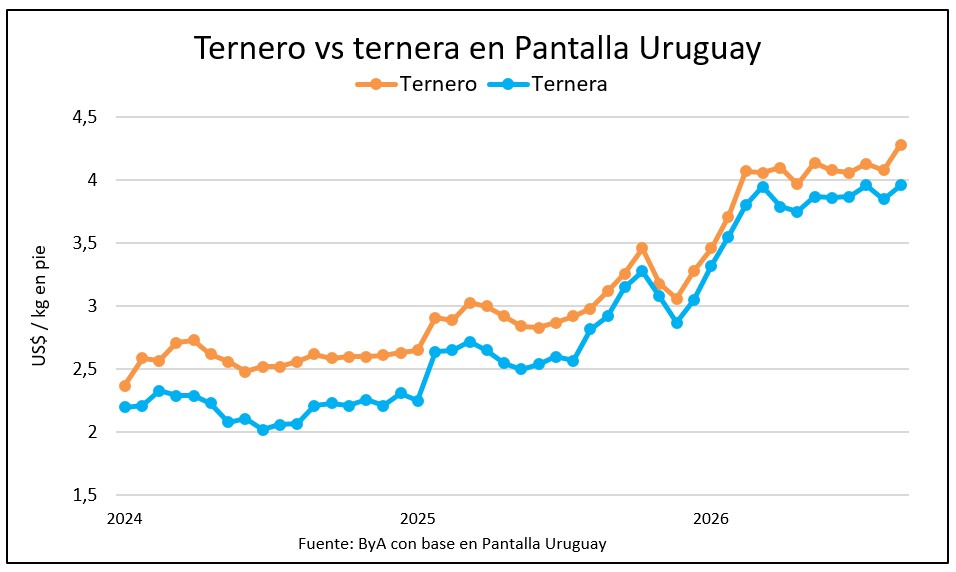 Pantalla Uruguay: agilidad y colocación de 99,5% con precios récord