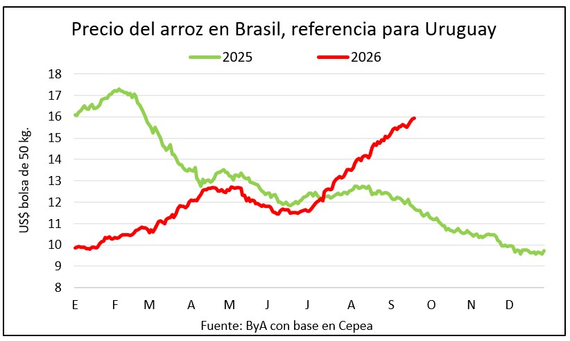 Arroz en suba: precio definitivo va a superar al provisorio en la zafra 25/26