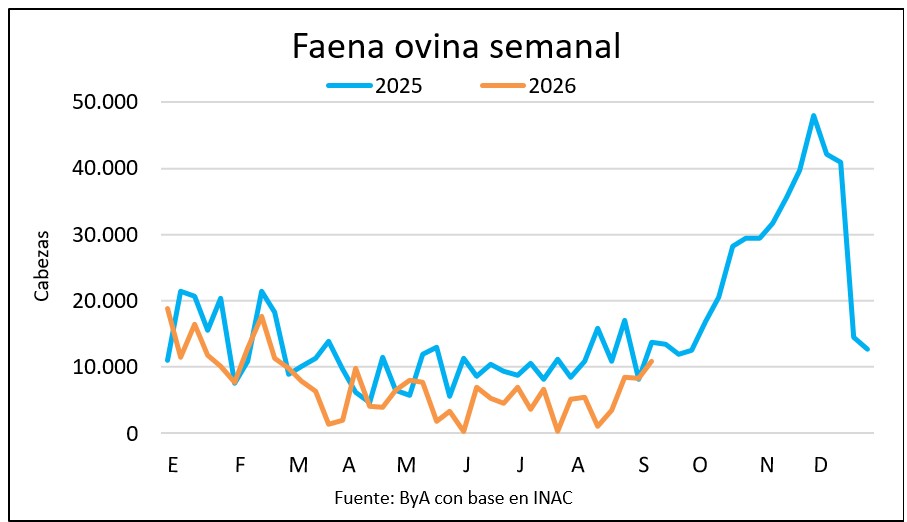 La faena ovina se acerca a 11 mil cabezas y confirma recuperación