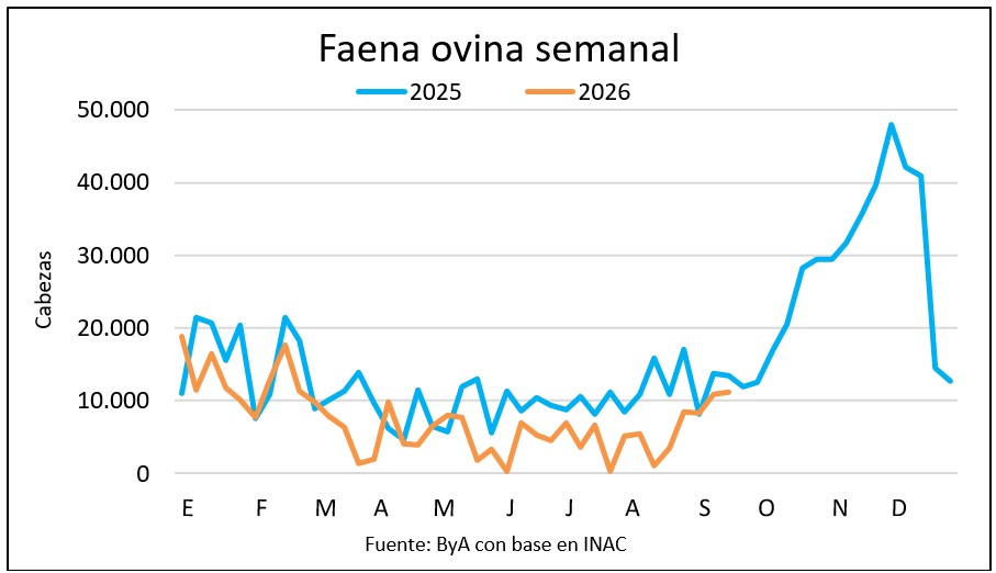 Corderos y borregos estabilizan la faena ovina sobre 11 mil cabezas