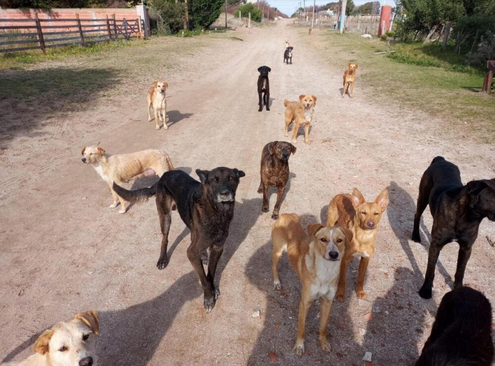 Federación Rural impulsa plan de captura de perros sueltos con la colaboración del Ministerio de Defensa