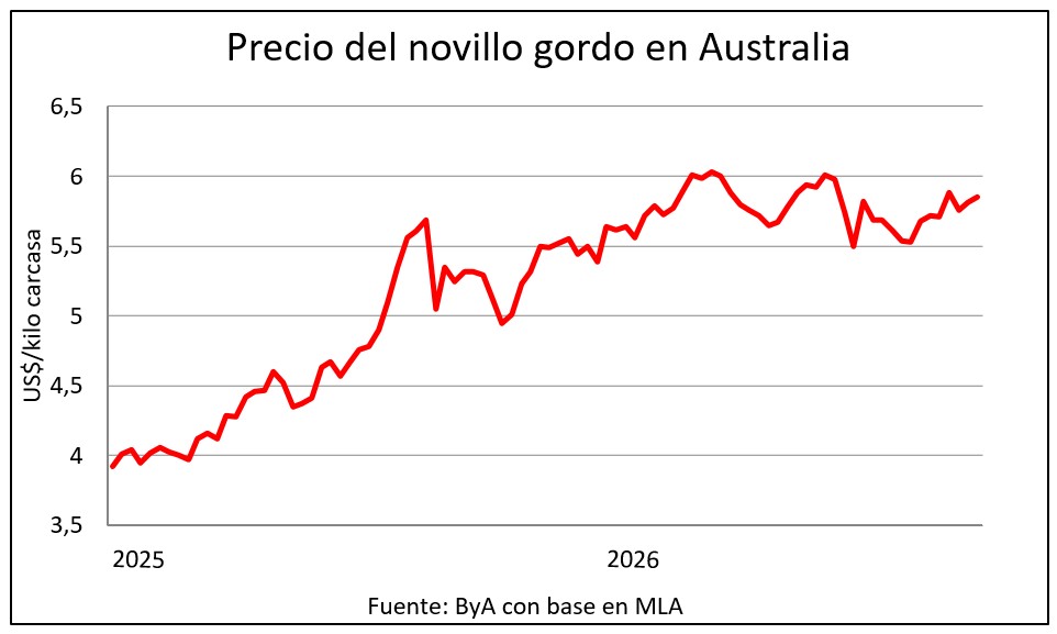 El novillo en Australia a la par que en Uruguay