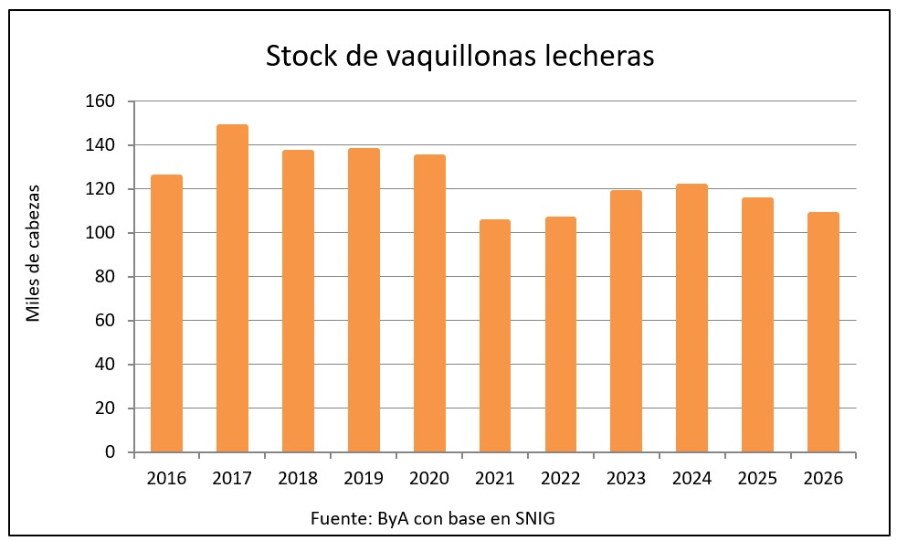 Evolución del stock lechero: ¿puede impactar la caída en vaquillonas en la producción lechera?